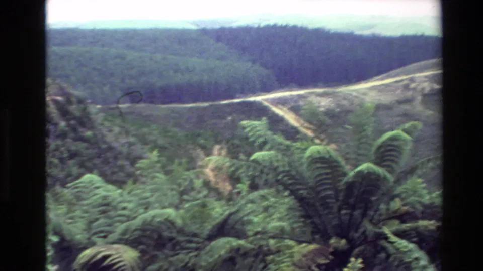 1981 New Zealand 8mm frame of a pale dirt road curving through green forested hills, with large ferns close to the camera.
