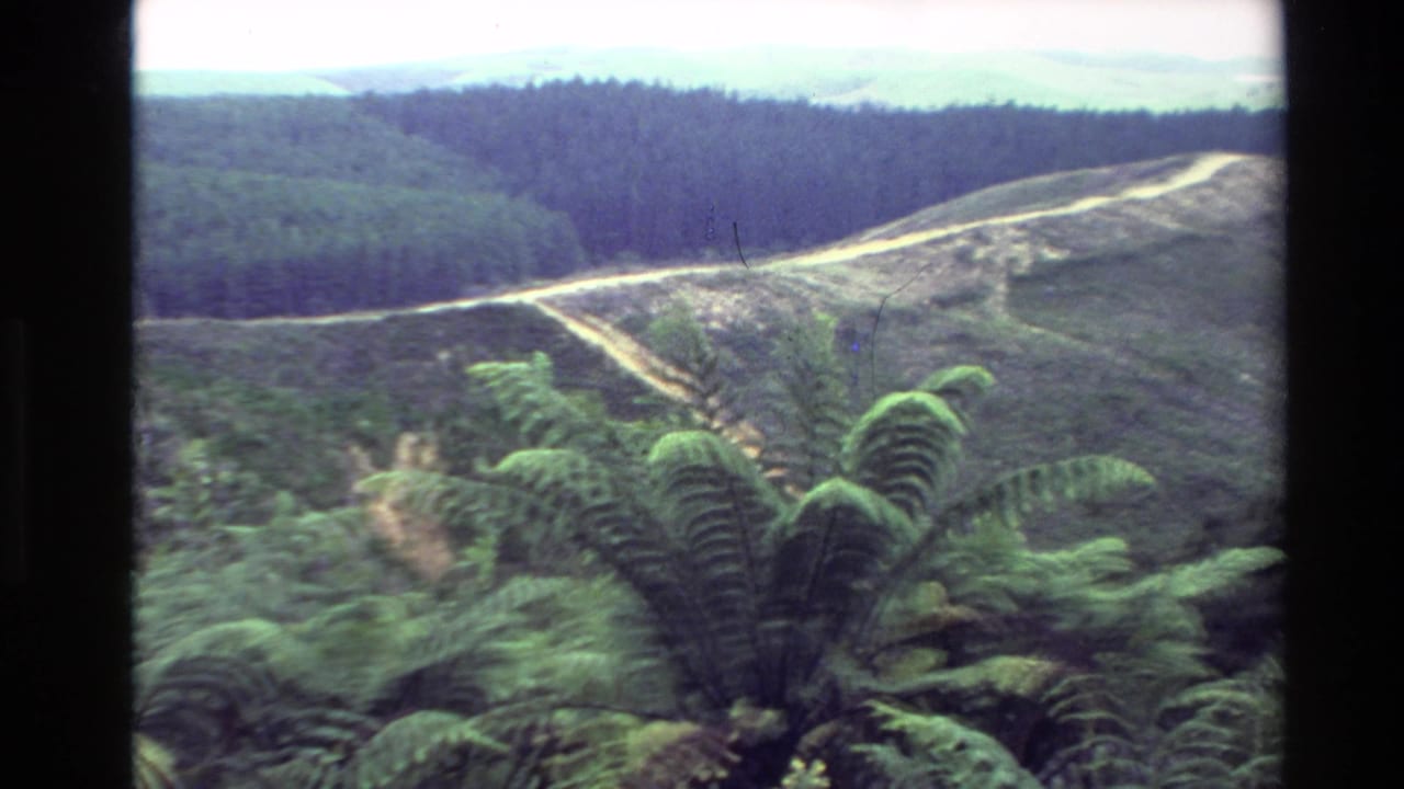 1981 New Zealand 8mm view across fern fronds toward rolling green hills, a forested ridge, and a winding dirt road.