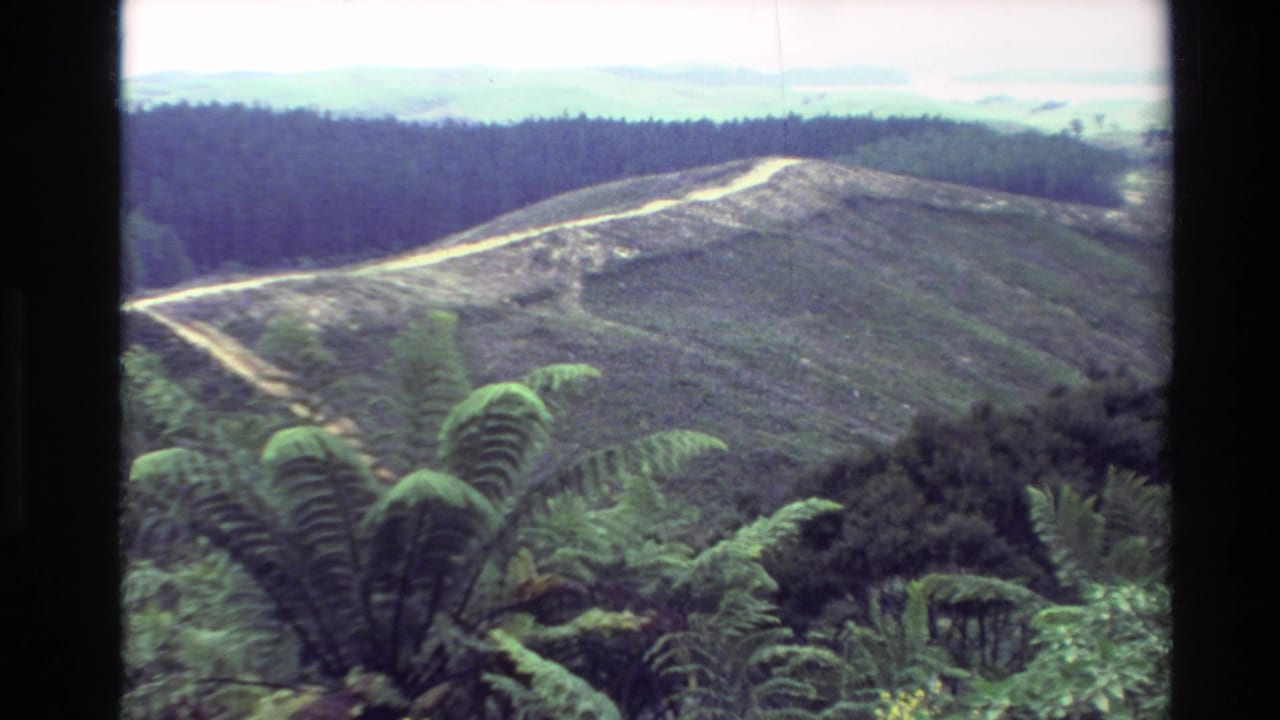 Elevated rural view of fern fronds, open hillside, forest, and a winding road.
