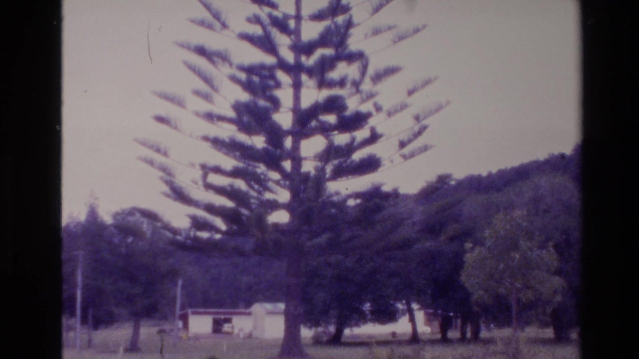 1981 New Zealand home-movie frame showing a tall Norfolk pine in a rural setting with trees, hills, grass, and a small building.