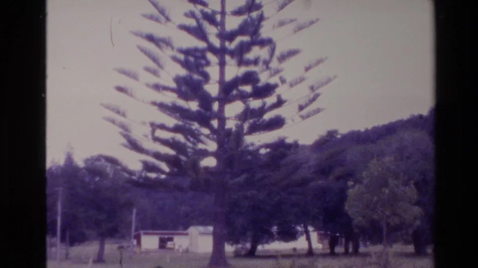 1981 New Zealand home-movie frame showing a tall Norfolk pine in a rural setting with trees, hills, grass, and a small building.
