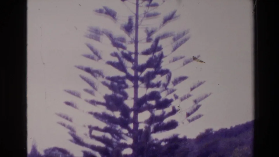 Soft 8mm frame from New Zealand showing the upper branches of a Norfolk pine against pale sky and a low wooded hillside.