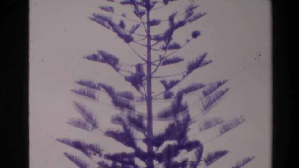Close 8mm view of a Norfolk pine trunk and layered branches, with faded color and visible film specks.
