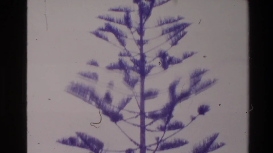 Faded 8mm frame of a Norfolk pine in New Zealand, with the tree's branches filling the view against a washed pale sky.