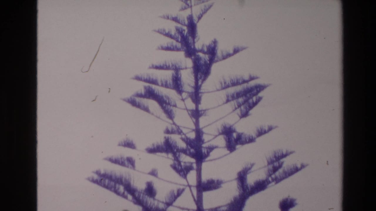 1981 New Zealand 8mm frame showing feathery tree foliage against a pale background with purple-blue color shift.