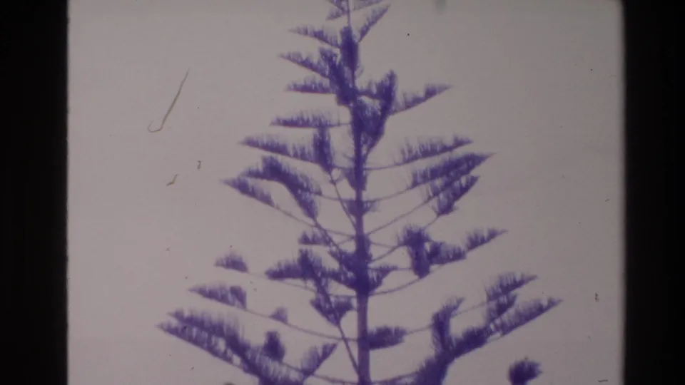 1981 New Zealand 8mm frame showing feathery tree foliage against a pale background with purple-blue color shift.