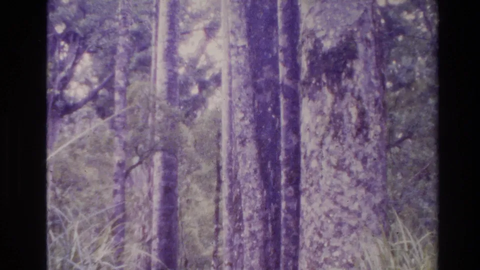 1981 New Zealand home-movie frame looking into a wooded area with tree trunks, fence posts, grass, and soft purple-shifted foliage.