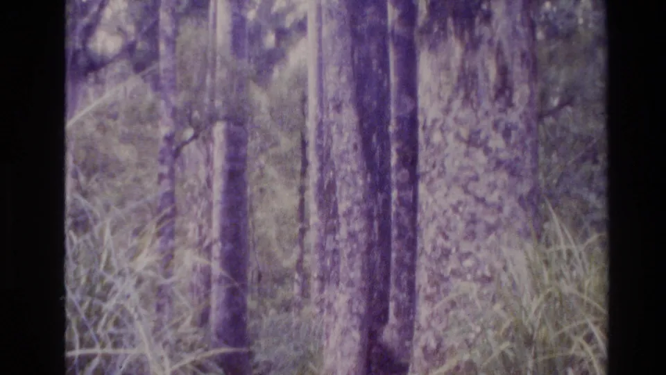 1981 New Zealand frame showing a close view of woodland, with multiple tree trunks, fence posts, tall grass, and soft home-movie grain.