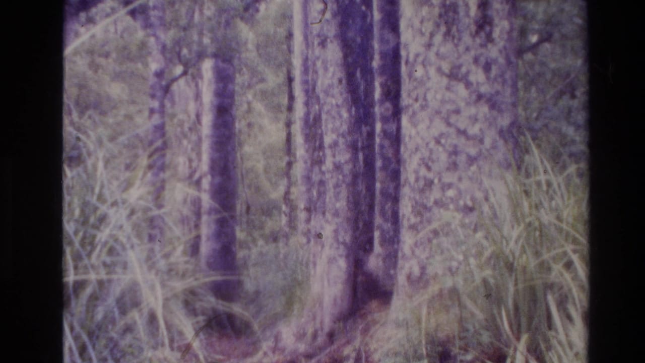 Tall forest trunks and long grass seen through a purple-tinted 8mm frame.