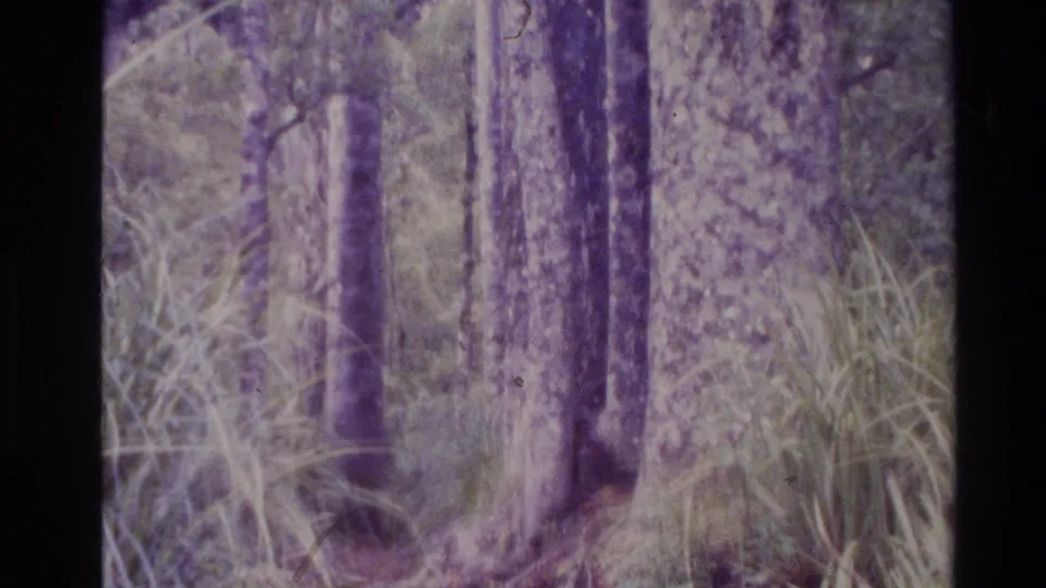 1981 New Zealand 8mm frame showing tall tree trunks, grass, and undergrowth with a strong purple archival color cast.