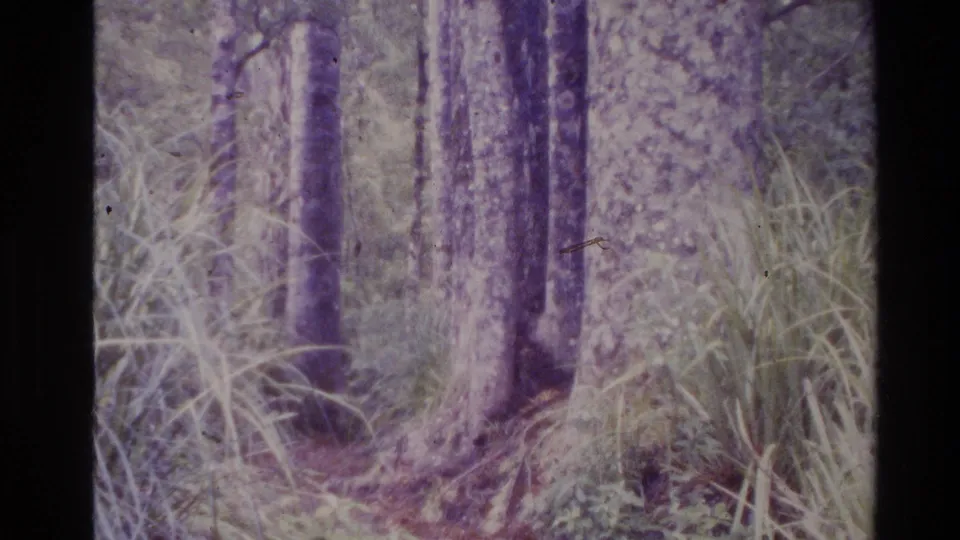 1981 New Zealand 8mm woodland frame with several trunks, grass clumps, and soft purple-shifted film texture.