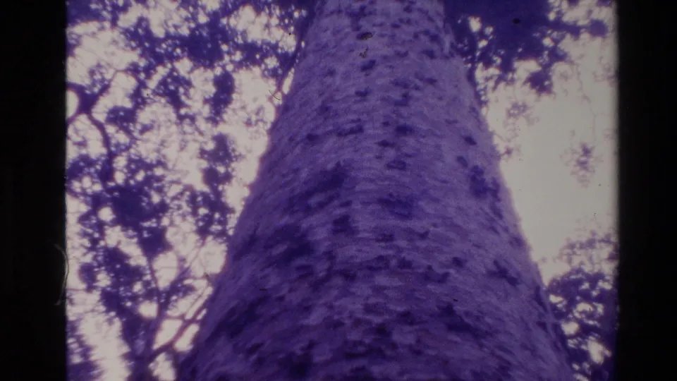 1981 New Zealand 8mm low-angle shot emphasizing a large tree trunk rising into silhouetted canopy branches.