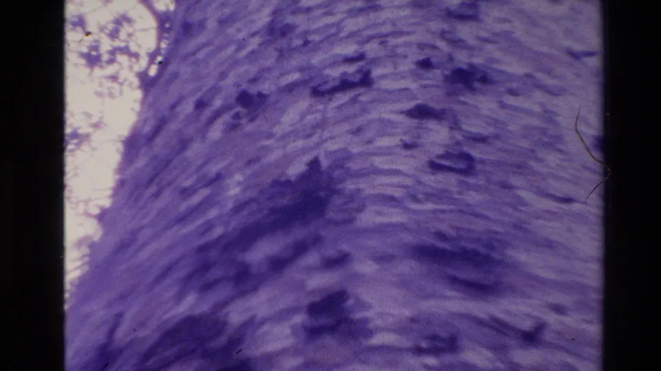 1981 New Zealand 8mm close view of a massive tree trunk, with rough bark texture softened by grain and color shift.