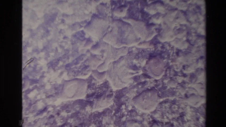 1981 New Zealand 8mm frame with a pale purple natural surface, clustered organic shapes, mottled texture and visible dust from the scan.
