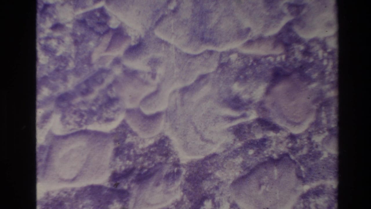 Purple-tinted, soft-focus 8mm frame texture from the New Zealand home-movie clip, with dark film borders visible.