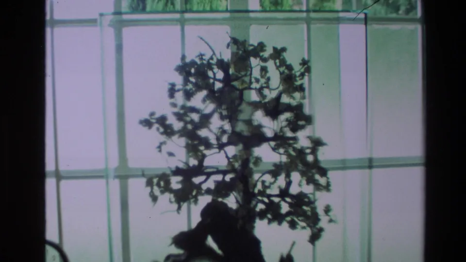 1981 New Zealand home-movie frame showing a bonsai tree in silhouette against a bright gridded interior window.