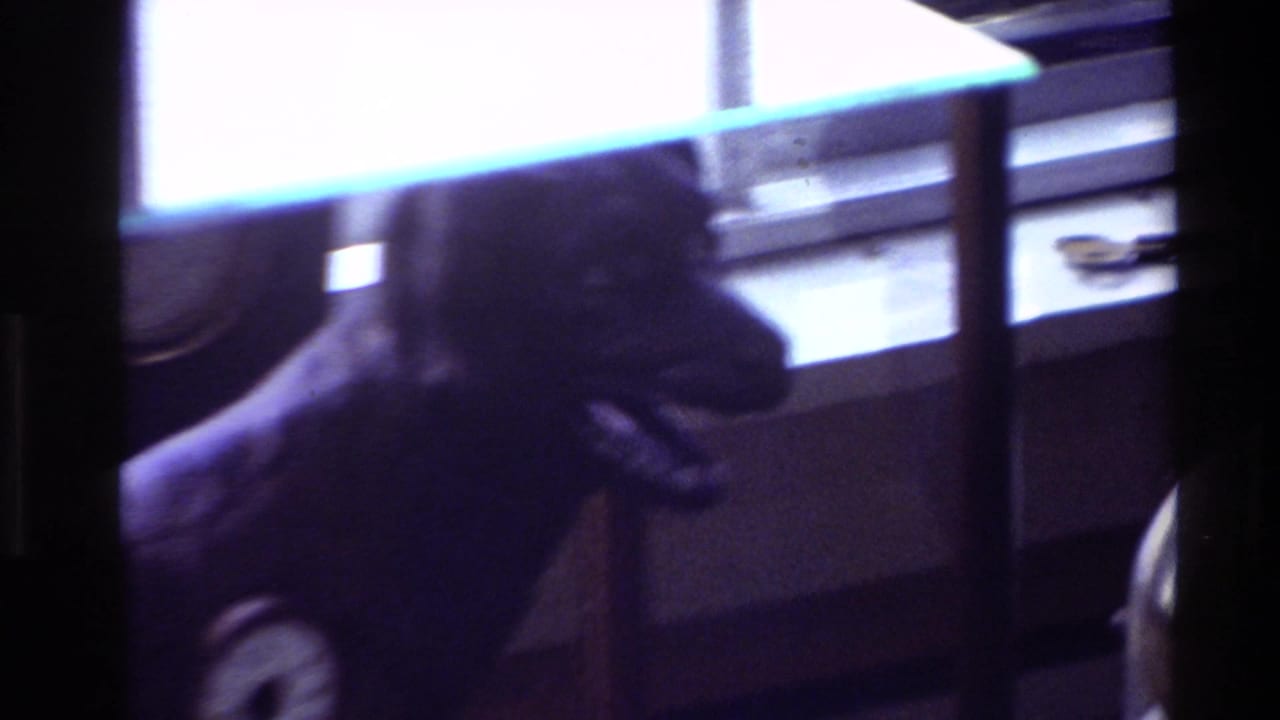 Soft 8mm frame from New Zealand showing a dark dog-shaped clock or figurine silhouetted near a bright window.