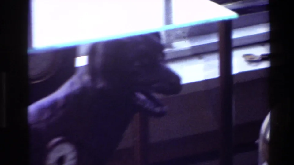 Soft 8mm frame from New Zealand showing a dark dog-shaped clock or figurine silhouetted near a bright window.