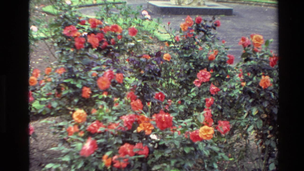 Rose bushes with red and orange blossoms growing in a garden bed.