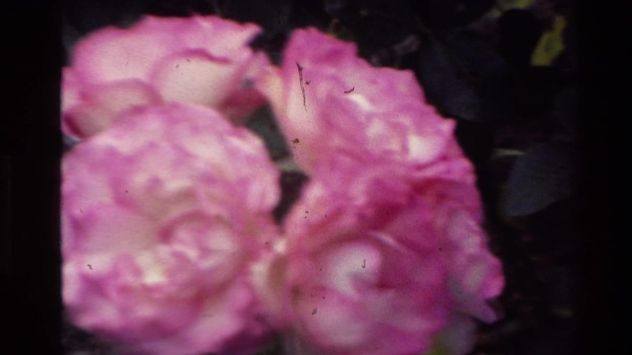 Soft 8mm close-up of pink roses in the New Zealand garden, with dark leaves and shallow focus.