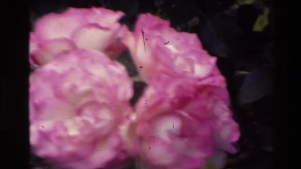 Soft 8mm close-up of pink roses in the New Zealand garden, with dark leaves and shallow focus.