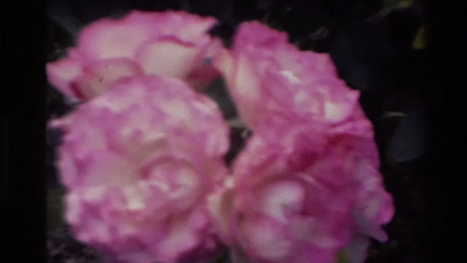 1981 New Zealand home-movie frame showing two pink roses in a soft, handheld close-up.