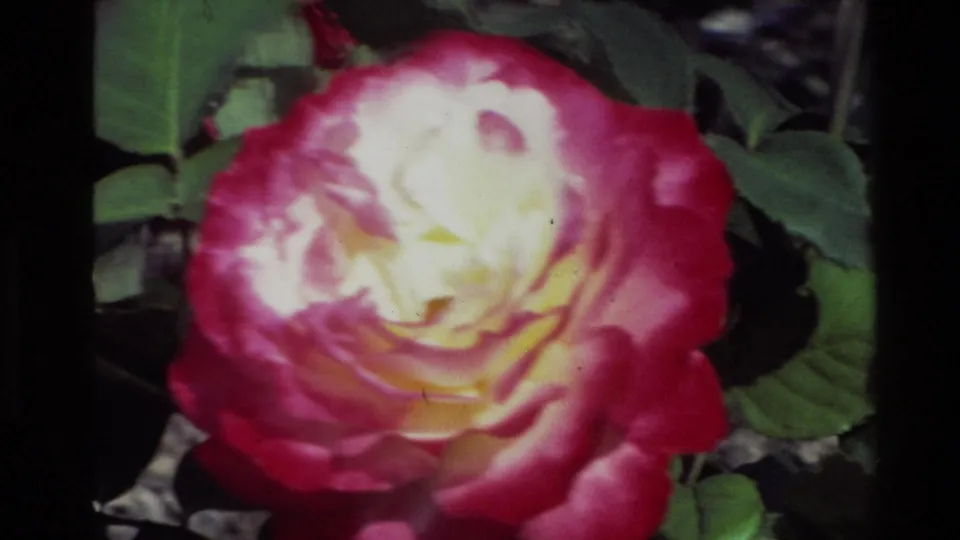 Close 8mm view of a red-edged pale yellow rose among green leaves in the supplied 1981 New Zealand garden clip.