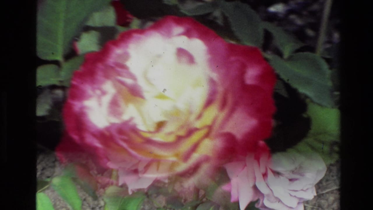 Magenta and white rose bloom close-up with green leaves in soft focus.