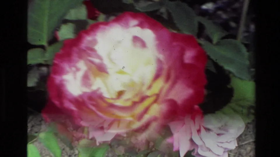 1981 New Zealand 8mm frame showing a close handheld view of a magenta and white rose bloom with green leaves behind it.