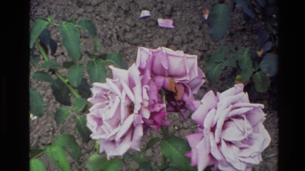 1981 New Zealand 8mm frame showing pale purple roses in a garden bed, with green leaves and dark soil visible around the stems.