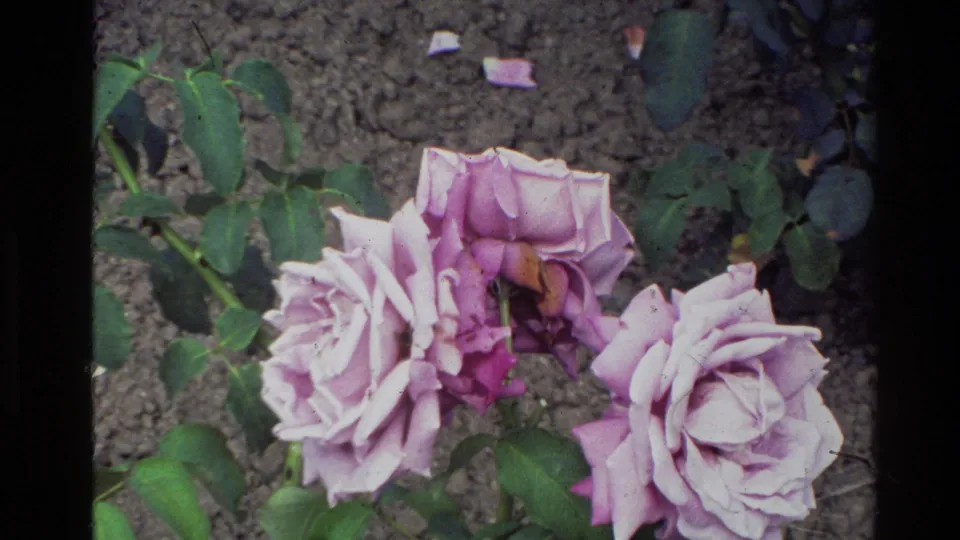 1981 New Zealand 8mm frame showing a closer overhead view of pale purple roses, green rose leaves, and exposed garden soil.