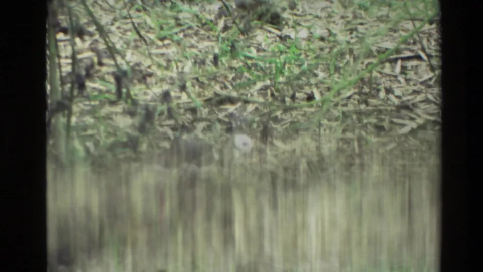 1981 New Zealand 8mm frame showing a black-and-white long-legged bird partly obscured while foraging among dry grass, twigs, and mulch.