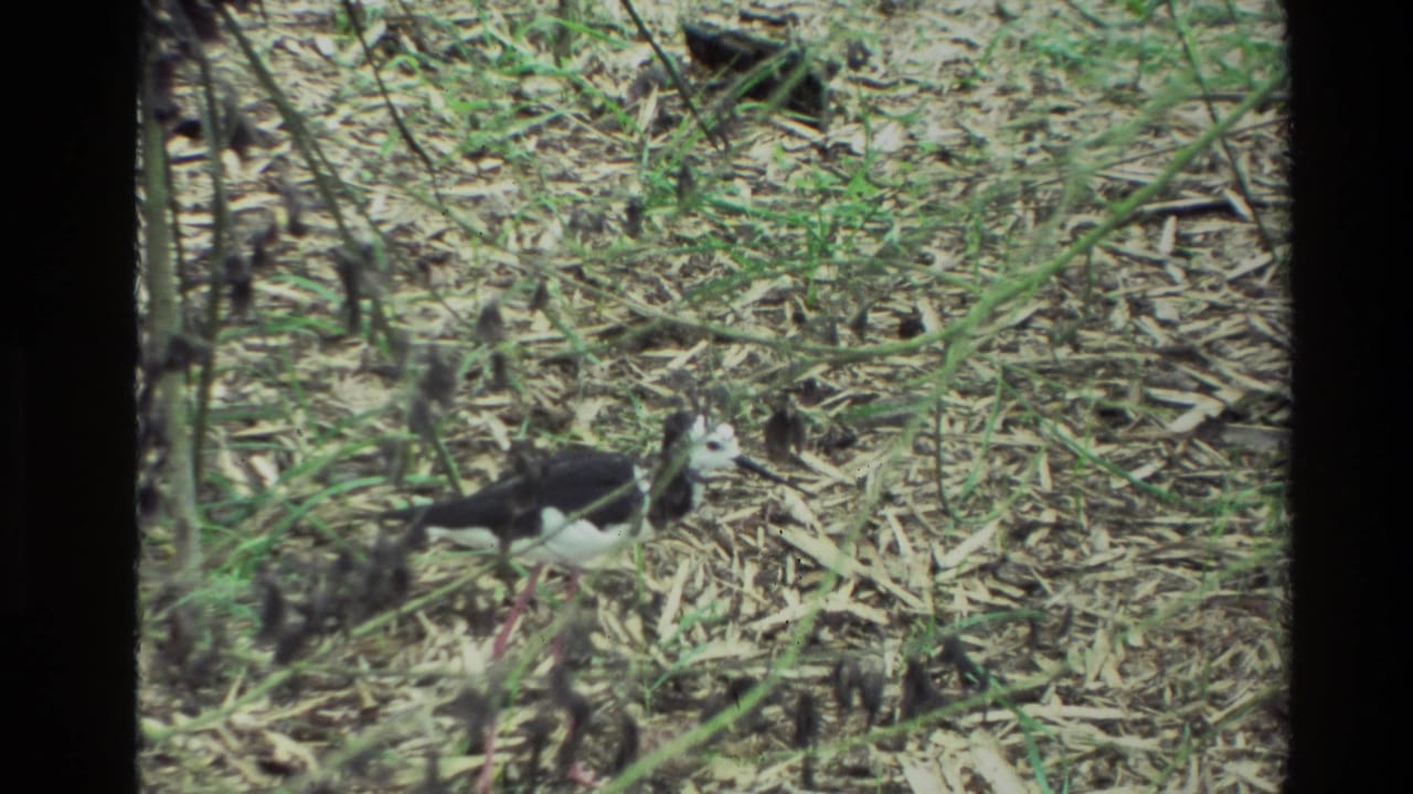 In 1981 New Zealand 8mm footage, a black-and-white bird, likely a banded stilt, walks across leaf litter and sparse grass.