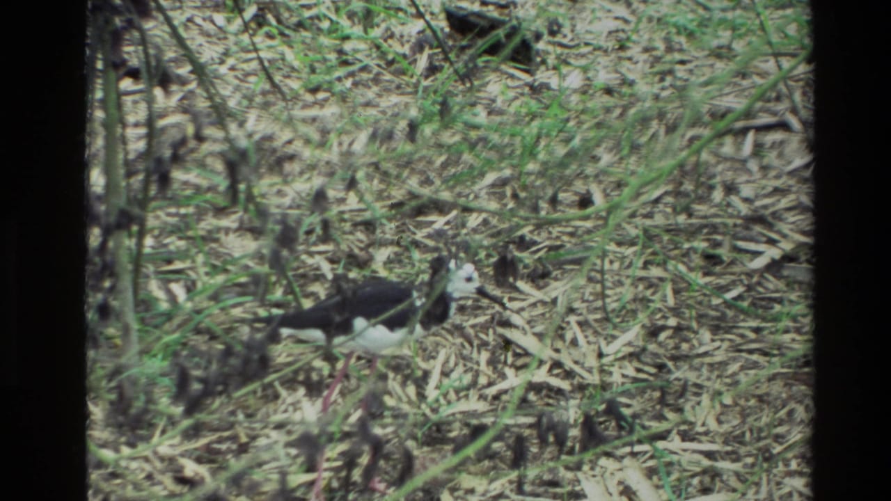 The bird remains visible among dry leaf litter and green grass in soft 8mm footage from New Zealand.