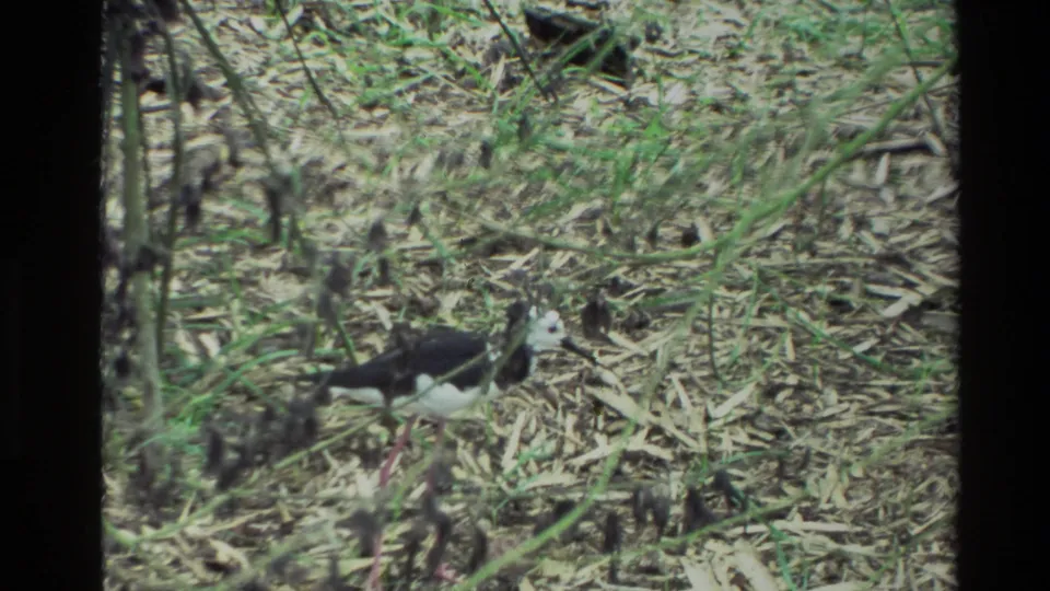 The bird remains visible among dry leaf litter and green grass in soft 8mm footage from New Zealand.