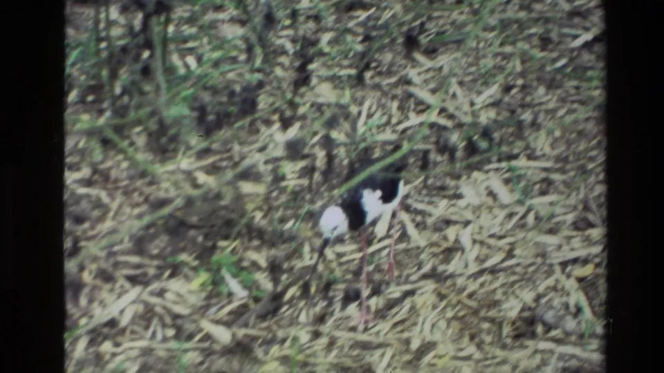 A black-and-white wading bird appears near the lower frame, partly softened by focus and film grain, on a leafy ground surface.