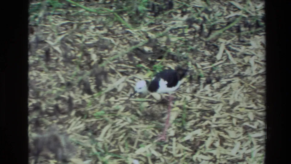 The likely banded stilt continues walking over dry leaves and sparse grass in a soft, vintage 8mm frame.