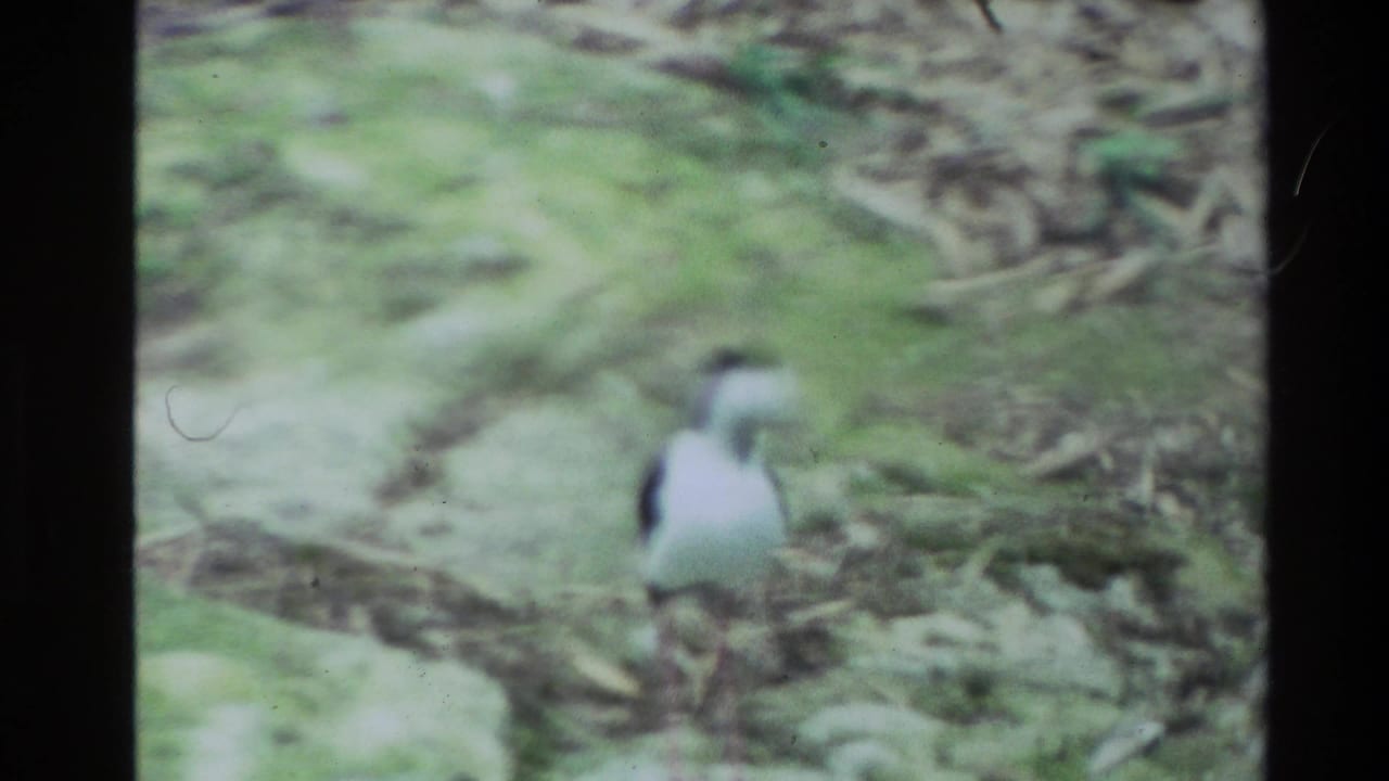 A black-and-white wading bird with long pink legs stands in a mossy, leaf-covered New Zealand setting in 1981 8mm footage.