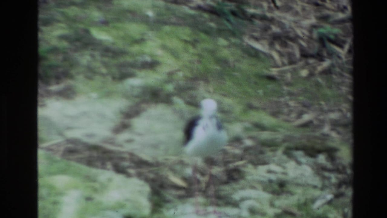 Wading bird facing forward on mossy ground with leaves and stones around it.