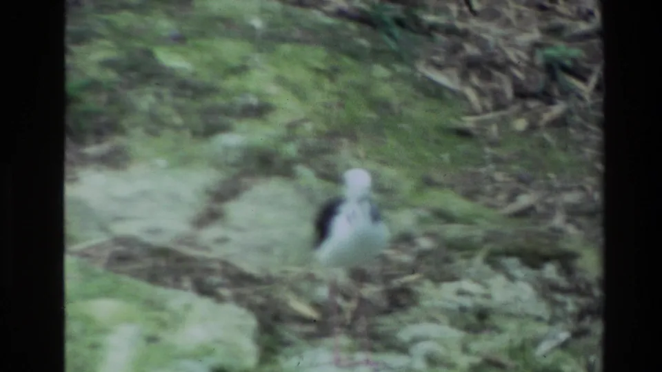 A small black-and-white wading bird faces the camera on mossy, leaf-strewn ground in archival 1981 New Zealand 8mm footage.
