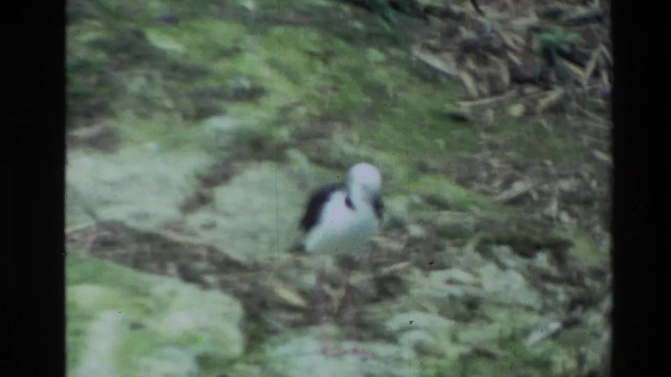 A black-and-white wading bird stands near a pale rock and green mossy ground cover in the 1981 New Zealand home-movie clip.