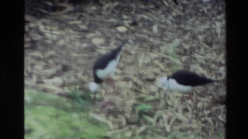 Two black-and-white wading birds forage on leaf-littered ground with moss and twigs visible in 1981 New Zealand 8mm footage.