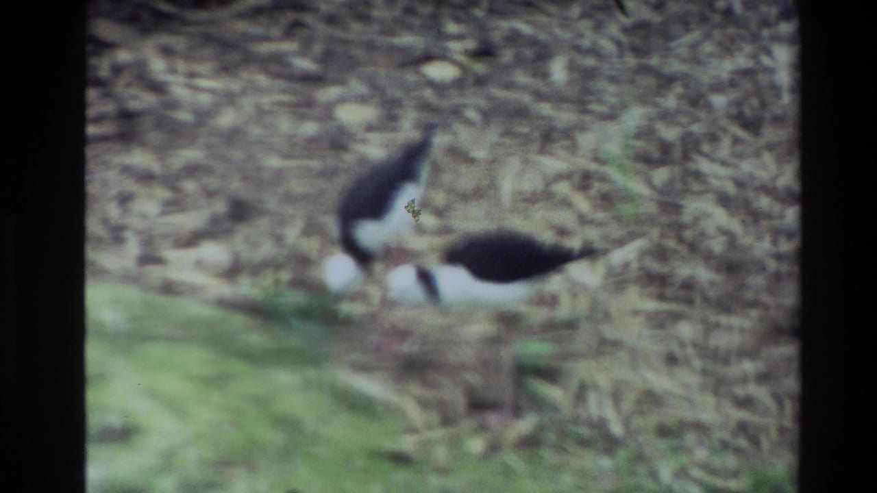 Two black-and-white wading birds forage on a leaf-covered forest floor.