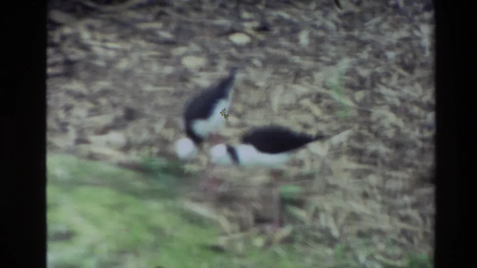 In 1981 New Zealand home-movie footage, two black-and-white long-legged birds appear to forage among leaves near a forest stream.