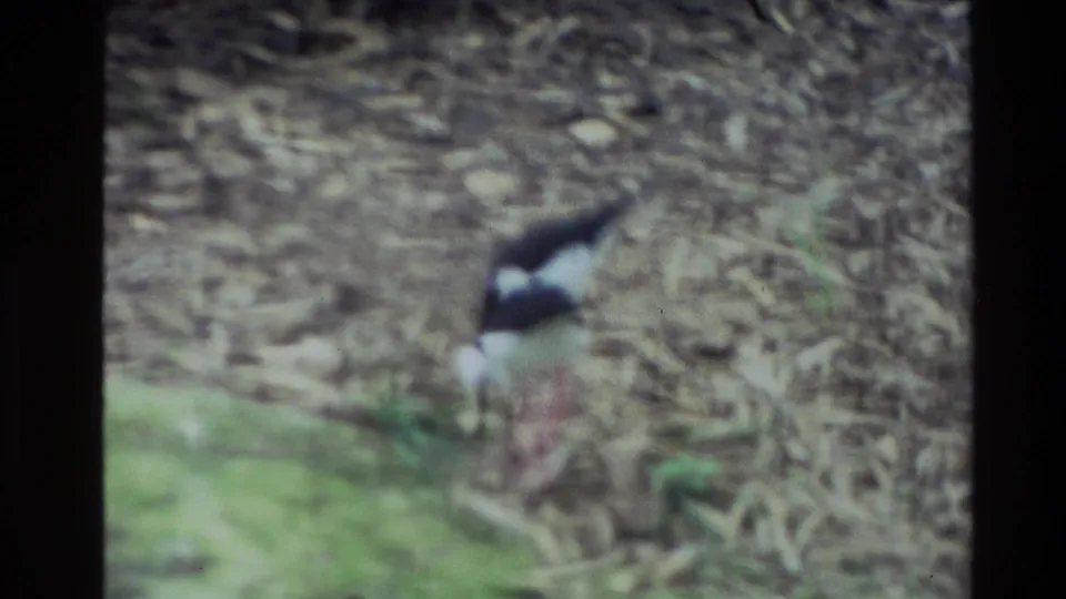 A single black-and-white wading bird stands on the leaf-covered ground in the New Zealand forest setting recorded on 8mm film.
