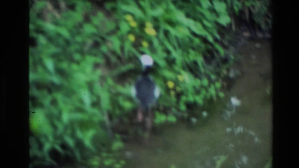 A black-and-white wading bird appears near a shallow stream, with green foliage and yellow flowers surrounding the watercourse.