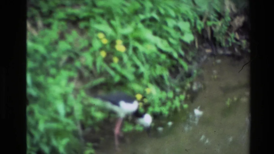 A black-and-white long-legged bird wades in a shallow New Zealand stream, lowering its head toward the water while foraging.