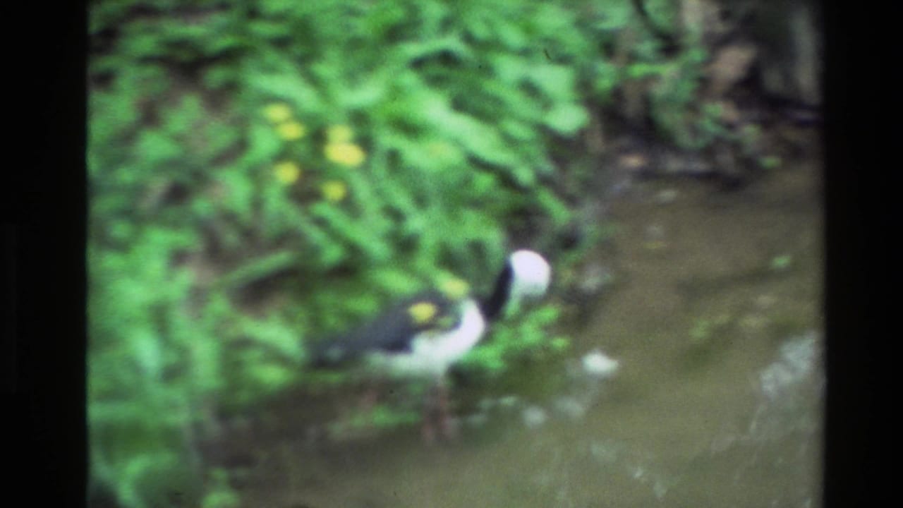 1981 New Zealand 8mm frame showing a black-and-white wading bird with pink legs in shallow water beside lush lakeside foliage.