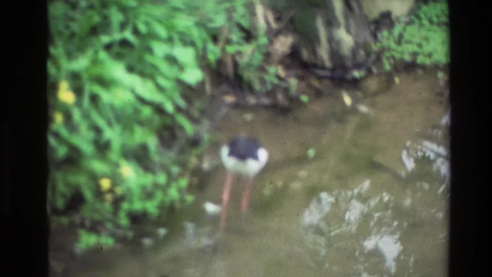 Soft 8mm frame from New Zealand showing the wading bird leaning down in murky shallow water near dense green lakeside plants.