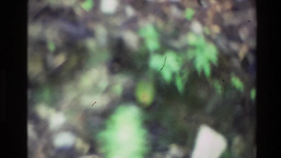 Blurred 1981 New Zealand 8mm frame showing green lakeside foliage and shallow water after the bird has moved out of clear view.